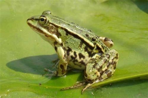 网红蛙打架吃瓜,一场吃瓜群众的狂欢盛宴 第2张 网红蛙打架吃瓜,一场吃瓜群众的狂欢盛宴 第2张